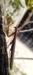 Bistanta mexicana
