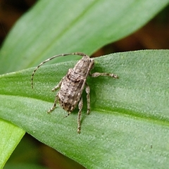 Ecyrus dasycerus