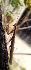 Bistanta mexicana