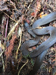 Amastridium veliferum