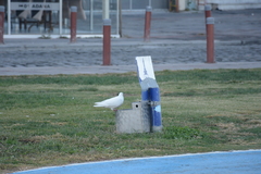 Columba livia domestica