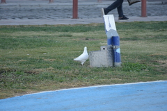 Columba livia domestica