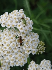 Stenurella melanura