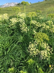 Molopospermum peloponnesiacum