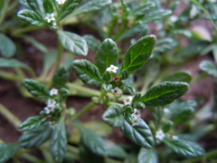 Heliotropium microstachyum