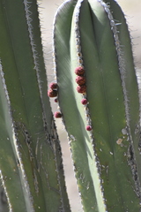 Lophocereus marginatus