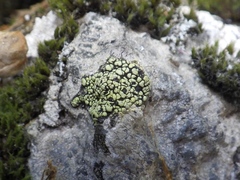 Rhizocarpon geographicum