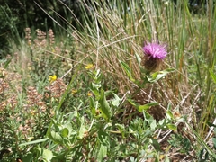 Centaurea pectinata