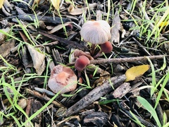 Psathyrella bipellis