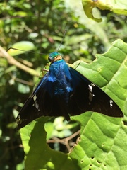 Astraptes