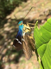 Astraptes