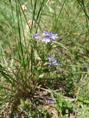 Veronica orsiniana