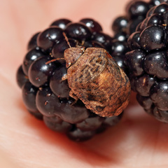 Stethaulax marmorata