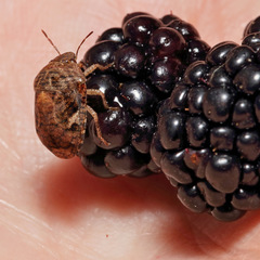 Stethaulax marmorata