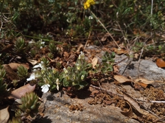 Teucrium pyrenaicum
