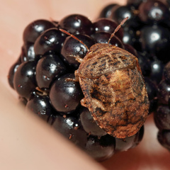 Stethaulax marmorata