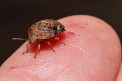 Stethaulax marmorata