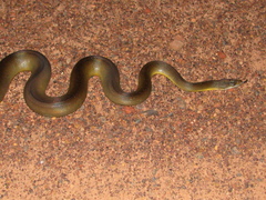 Liasis fuscus