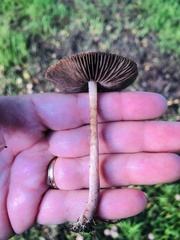 Psathyrella bipellis