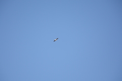 Larus michahellis