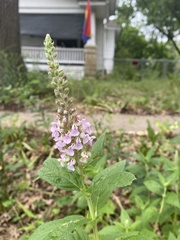 Teucrium canadense