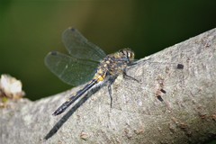 Leucorrhinia intacta