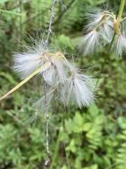 Eriophorum viridicarinatum