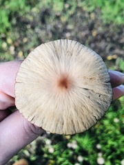Psathyrella bipellis