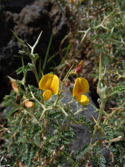 Adesmia miraflorensis