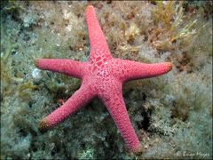 Nectria macrobrachia