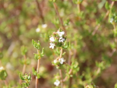 Thymus capitellatus