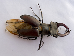 Lucanus cervus turcicus