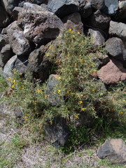 Adesmia miraflorensis