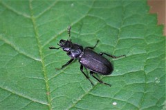 Platycerus depressus