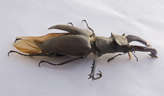 Lucanus cervus turcicus
