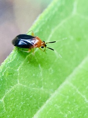 Rhinocapsus rubricans