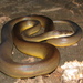 Water Python - Photo (c) Richard D Reams, some rights reserved (CC BY-NC), uploaded by Richard D Reams