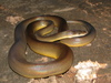 Water Python - Photo (c) Richard D Reams, some rights reserved (CC BY-NC), uploaded by Richard D Reams