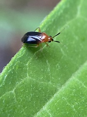 Rhinocapsus rubricans