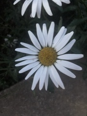 Tripleurospermum inodorum