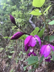 Bletia macristhmochila