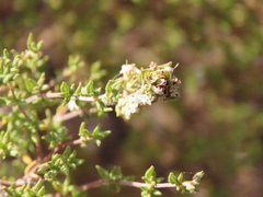 Thymus capitellatus