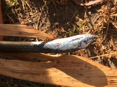 Mastigodryas alternatus