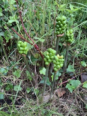 Arum maculatum