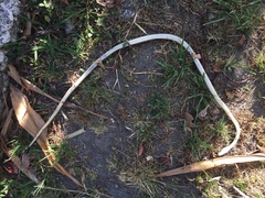 Mastigodryas alternatus