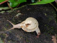 Ariophantidae