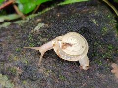 Ariophantidae