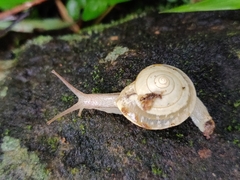 Ariophantidae