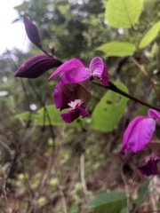 Bletia macristhmochila