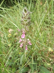 Stachys heraclea